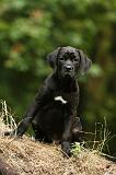CANE CORSO 917